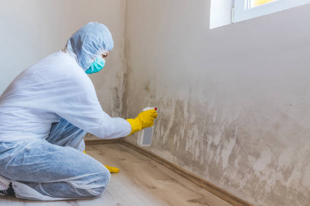 Licensed Basement Mold Remediation service in Dayton, NJ - WQB Mold Removal
