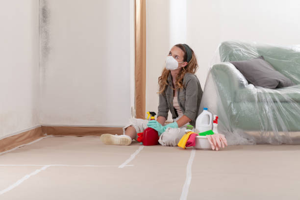 Reliable Basement Mold Remediation contractor in Dayton, NJ by WQB Mold Removal